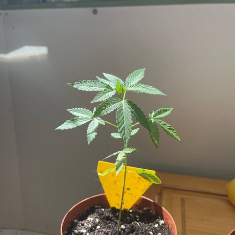 Purple Queen growlog timeline photo