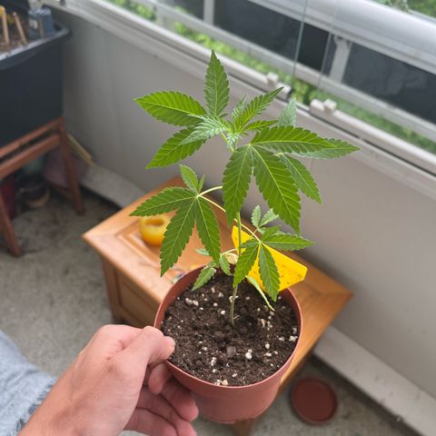 Purple Queen growlog timeline photo