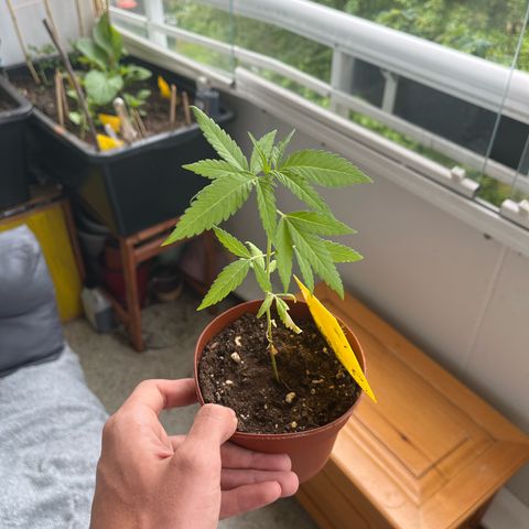 Choco Haze growlog timeline photo