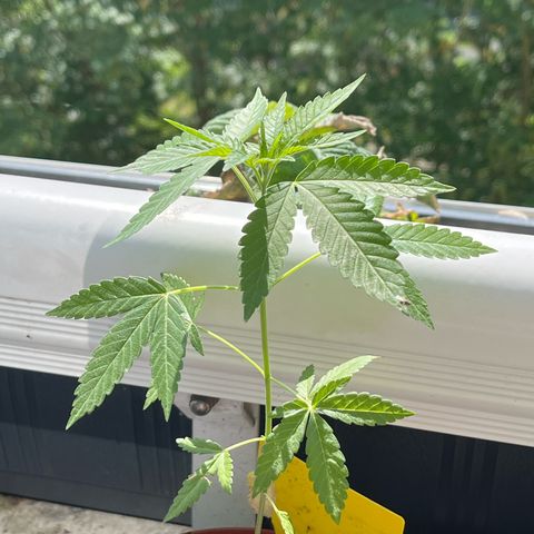 Purple Queen growlog timeline photo