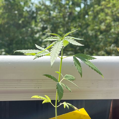 Choco Haze growlog timeline photo