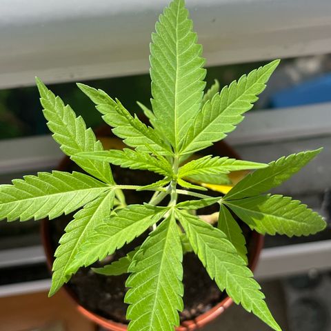Choco Haze growlog timeline photo