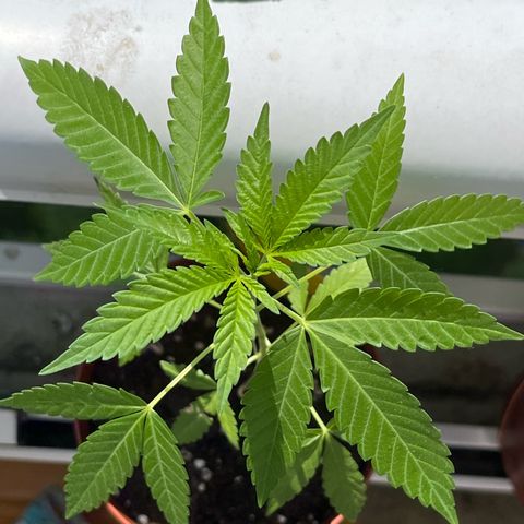 Purple Queen growlog timeline photo