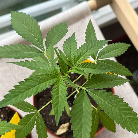 Purple Queen growlog timeline photo