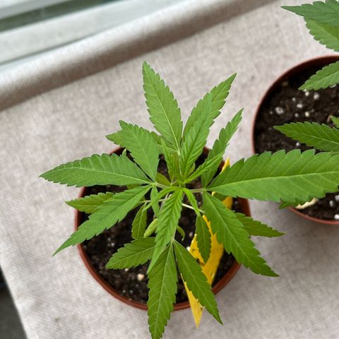 Choco Haze growlog timeline photo