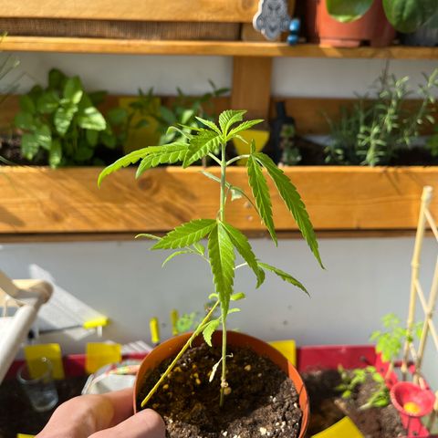 Choco Haze growlog timeline photo