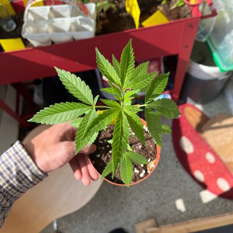 Purple Queen growlog timeline photo