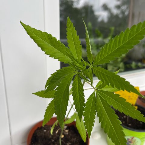 Choco Haze growlog timeline photo