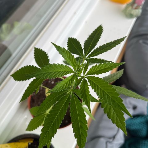 Purple Queen growlog timeline photo