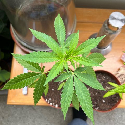Purple Queen growlog timeline photo
