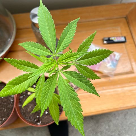 Choco Haze growlog timeline photo