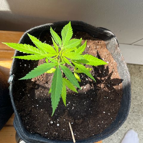 Choco Haze growlog photo: Umgetopft 