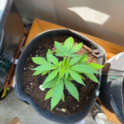 Purple Queen growlog photo: Umgetopft 