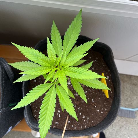 Choco Haze growlog timeline photo