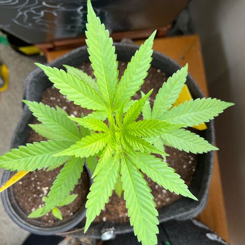Purple Queen growlog timeline photo