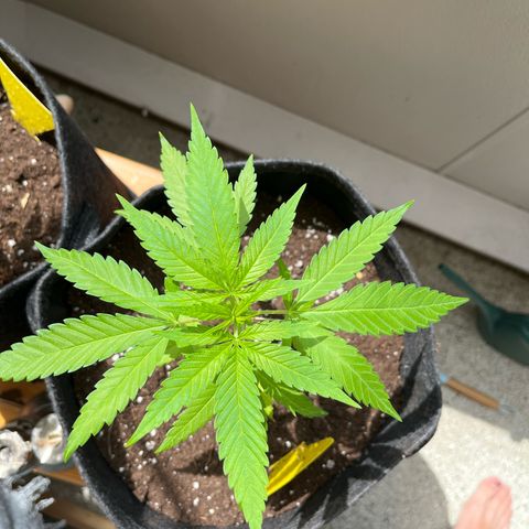 Choco Haze growlog timeline photo