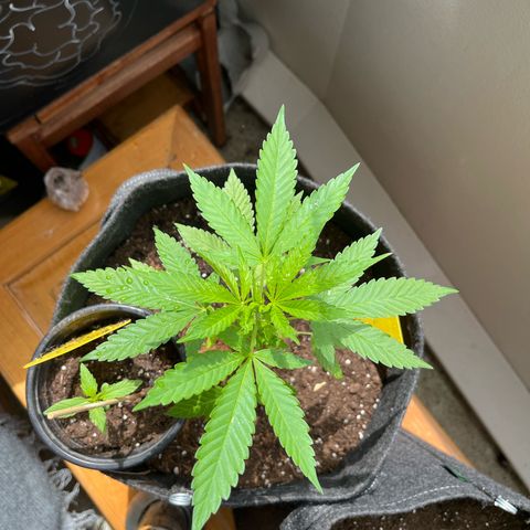 Purple Queen growlog timeline photo