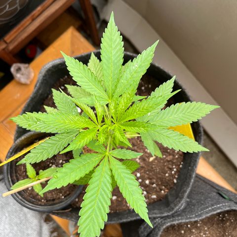 Purple Queen growlog timeline photo