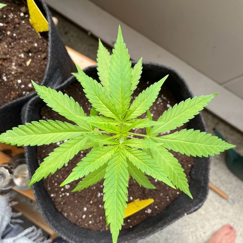 Choco Haze growlog timeline photo