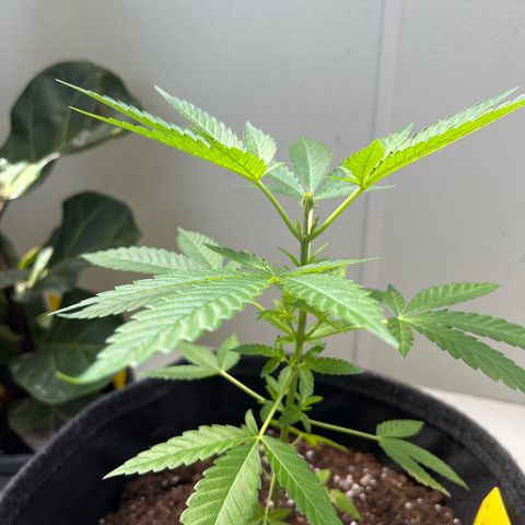 Purple Queen growlog photo: FIM