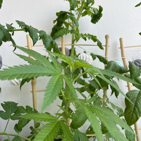 Choco Haze growlog photo: ToP
