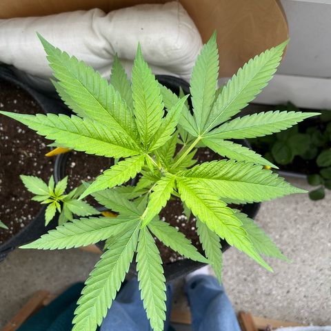 Choco Haze growlog timeline photo