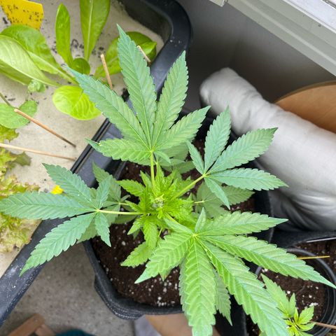 Purple Queen growlog timeline photo