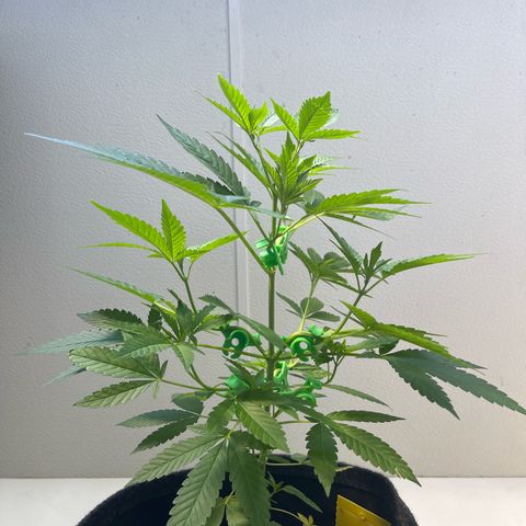 Purple Queen growlog timeline photo