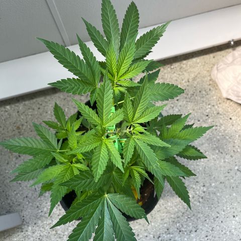 Purple Queen growlog timeline photo