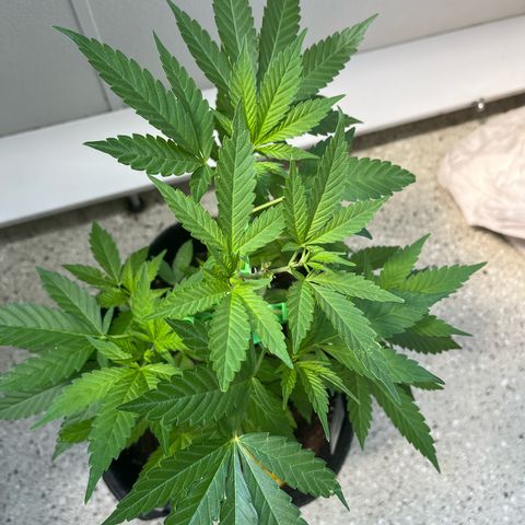 Purple Queen growlog timeline photo