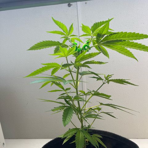 Choco Haze growlog timeline photo