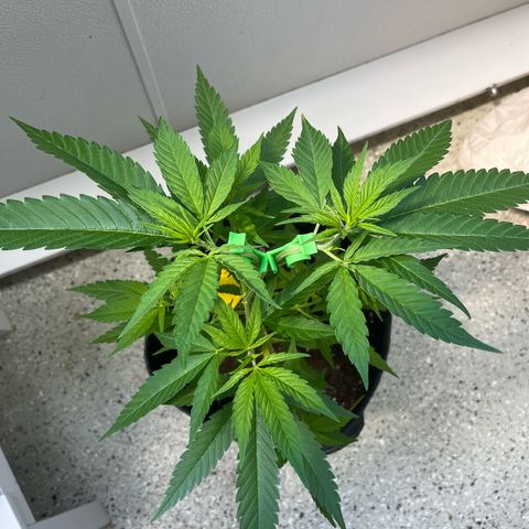 Choco Haze growlog timeline photo