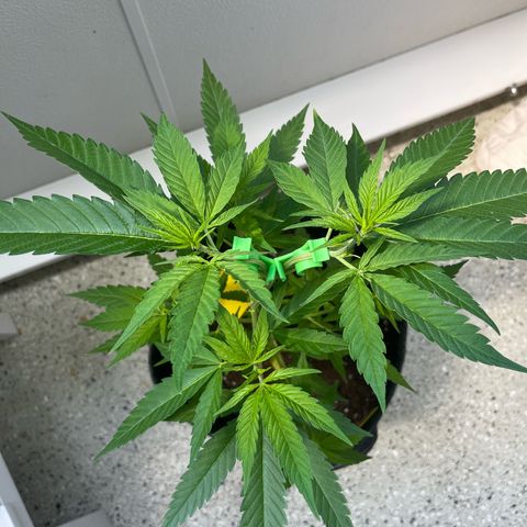 Choco Haze growlog timeline photo