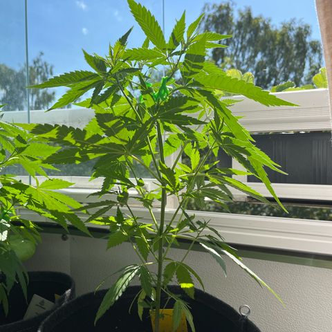 Choco Haze growlog timeline photo