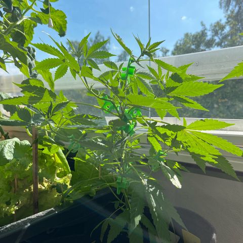 Purple Queen growlog timeline photo