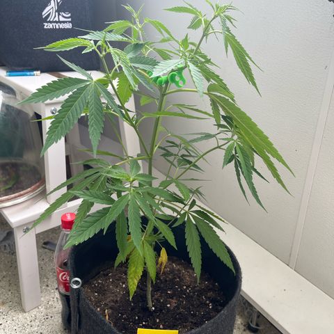 Choco Haze growlog timeline photo
