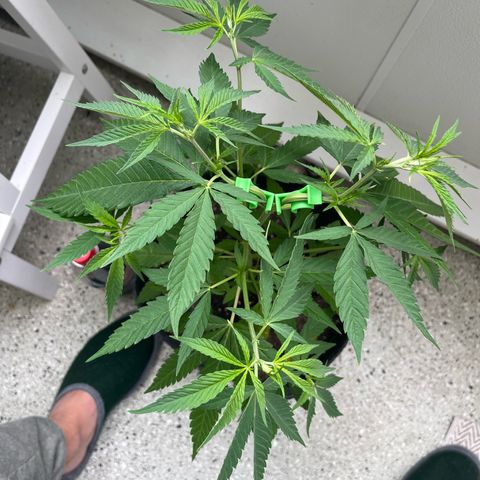 Choco Haze growlog timeline photo