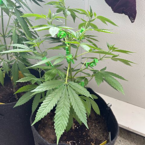 Purple Queen growlog timeline photo