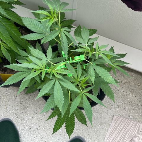 Purple Queen growlog timeline photo