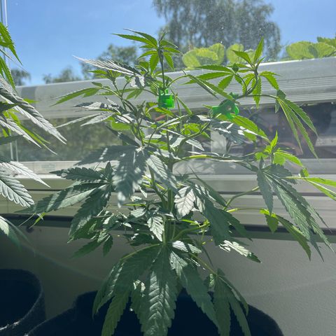 Purple Queen growlog timeline photo