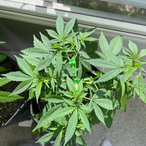 Purple Queen growlog timeline photo