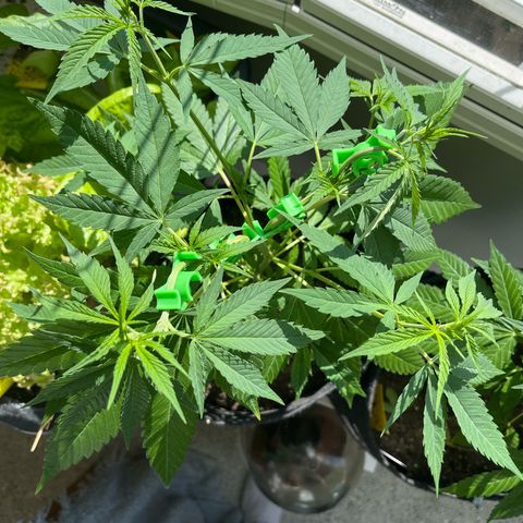 Choco Haze growlog timeline photo