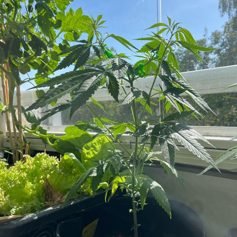 Choco Haze growlog timeline photo