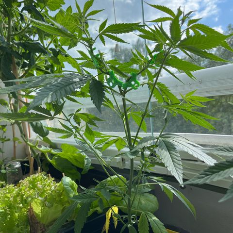 Choco Haze growlog timeline photo