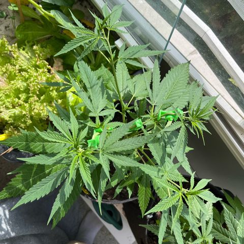 Choco Haze growlog timeline photo