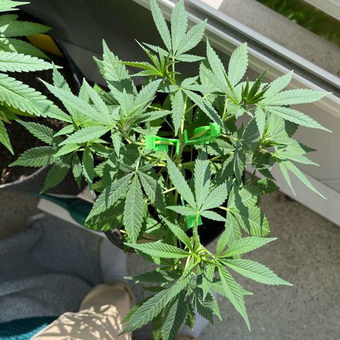 Purple Queen growlog timeline photo