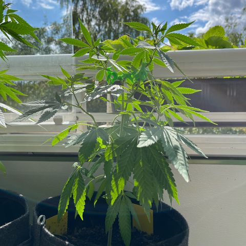 Purple Queen growlog timeline photo