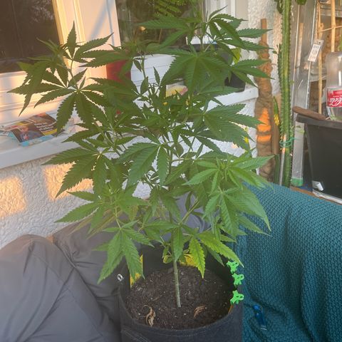 Choco Haze growlog timeline photo