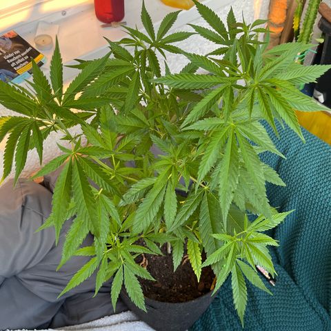 Choco Haze growlog timeline photo