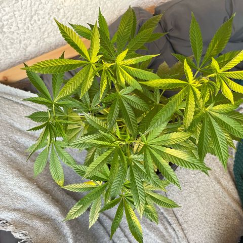 Purple Queen growlog timeline photo